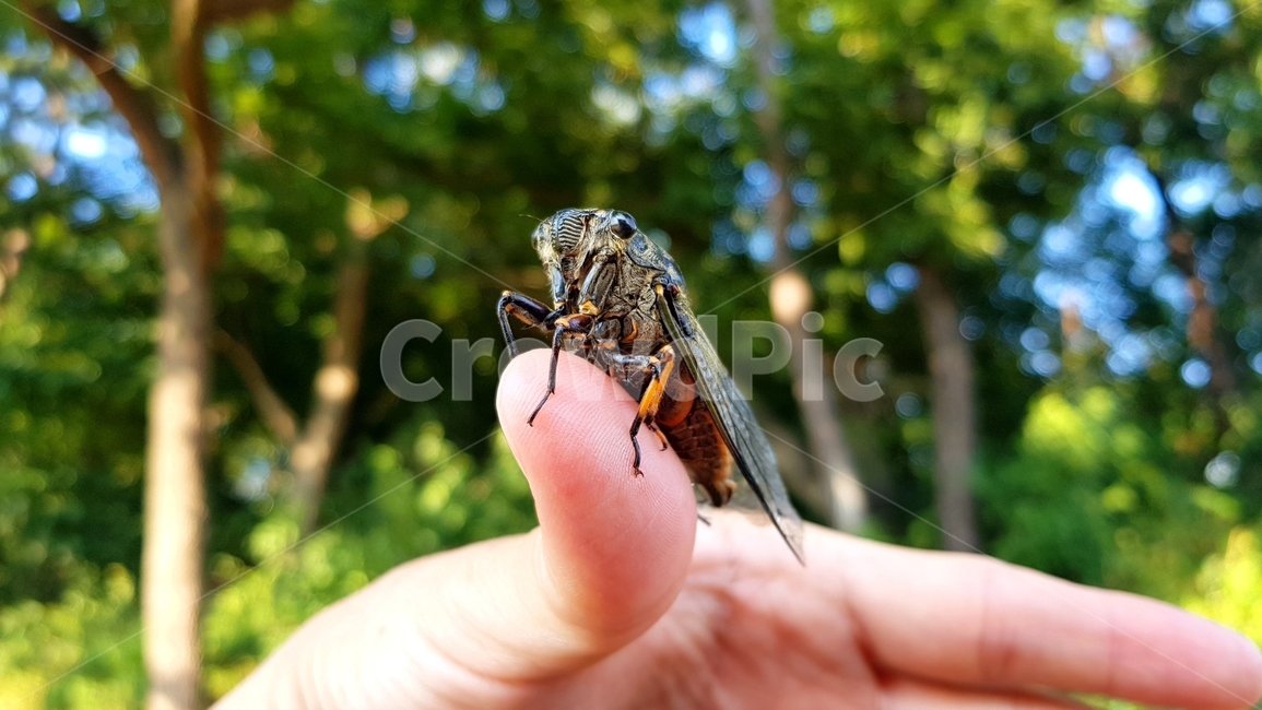 매미,매미유충,여름,매미채집,매미얼굴,동물,animal,곤충,벌레,insect,bug,사람,인물,인간,human,person,신체일부,몸,body