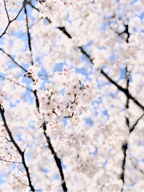 벚꽃,꽃,봄,blossom,spring