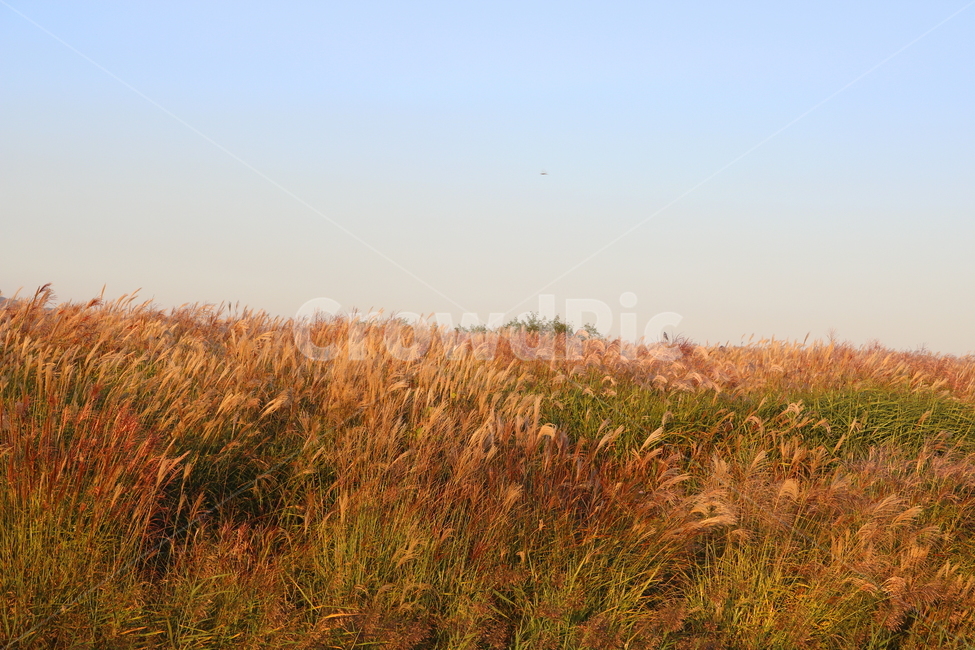 억새,억새풀,식물,자연,가을,벼과,억새축제,하늘공원,상암동,공원,가을,계절,fall,autumn,season,자연,풍경,nature,landscape,field,들,grassland,목초지,outdoors,옥외,grass,잔디,plant