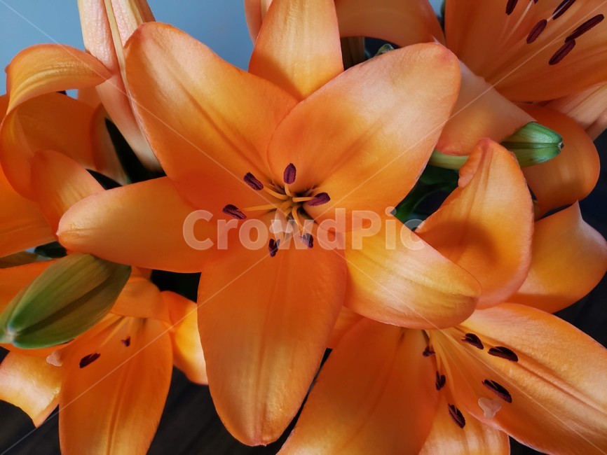 백합,주황,꽃,플라워,릴리,자연,flower,lily,봄