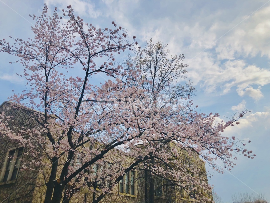plant,식물,꽃,벚꽃,봄,flower,blossom,cherryblossom,spirng,봄,계절,spring,season