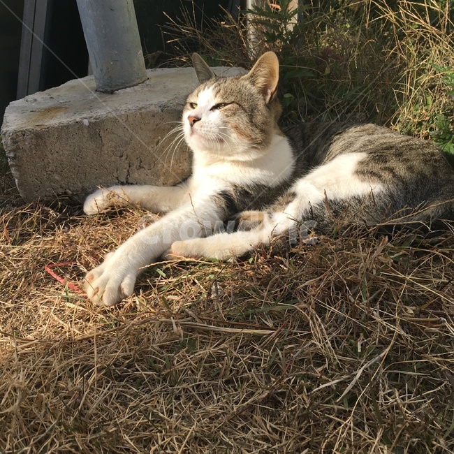 고양이,동물,자연,길고양이,cat,동물,animal,포유류,mammal,고양이,cat,kitten,kitty
