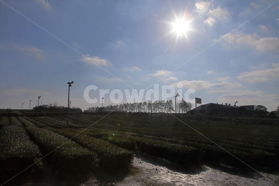 자연,풍경,제주,풍경사진,녹차,여행,자연,풍경,nature,landscape,산업,industry,industrial,농업,농사,agriculture,farming,farming industry,light,빛,flare,플레어