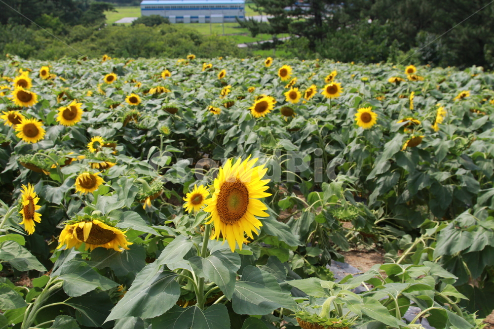 해바라기,강주마을,해바라기꽃,꽃,여름,식물,자연,plants,nature,꽃,flower