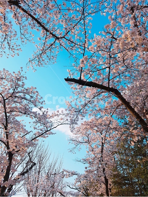 봄,벚꽃,하늘,꽃,풍경,벚꽃길,색감,분홍,화사한,봄풍경,꽃나무,식물,봄,계절,spring,season,plant