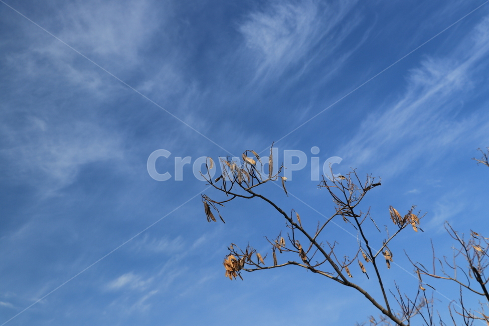 가을,가을하늘,천고마비,구름,automn,cloud,가을,계절,fall,autumn,season,식물,자연,plants,nature,나무,trees,wood