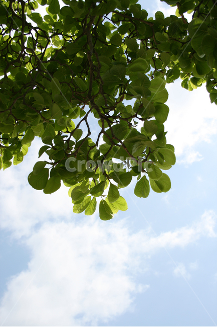 한국,나무,잎,하늘,푸른나무,초록,바람,자연,풍경,nature,landscape,식물,plants,나무,trees,wood,leaf,plant,tree
