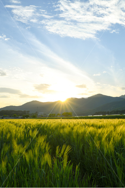 밀양,위양지,풍경,역광,빛갈림,석양,밀밭,자연,풍경,nature,landscape,한국자연풍경,한국자연경관,korea nature landscape,휴식,힐링,rest,relaxation,healing,outdoors,옥외,grassland,목초지,field,들
