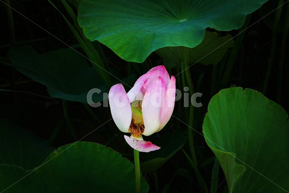 꽃,flower,식물,자연,nature,색감,감성,연꽃,초록,식물,자연,plants,nature,꽃,flower