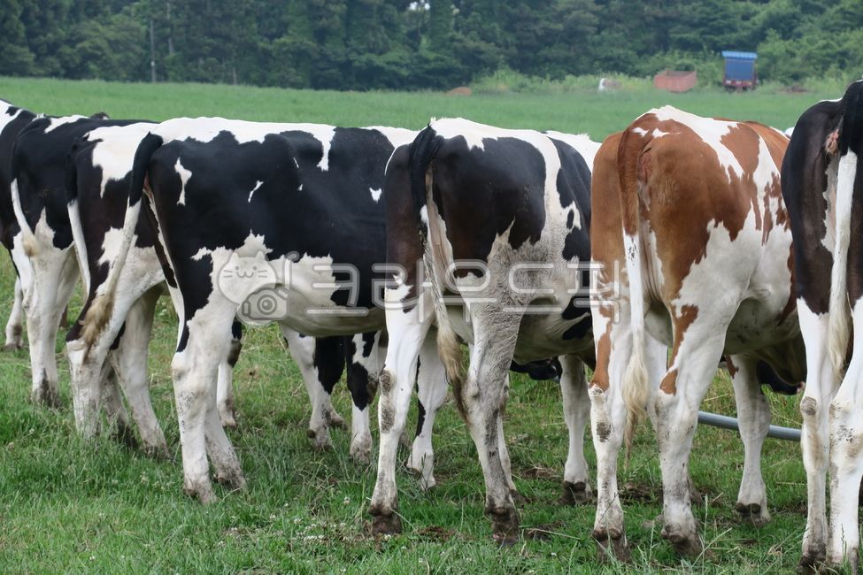 소, cow, 동물, 가축, 포유류, 사진,이미지,일러스트,캘리그라피 - comma작가