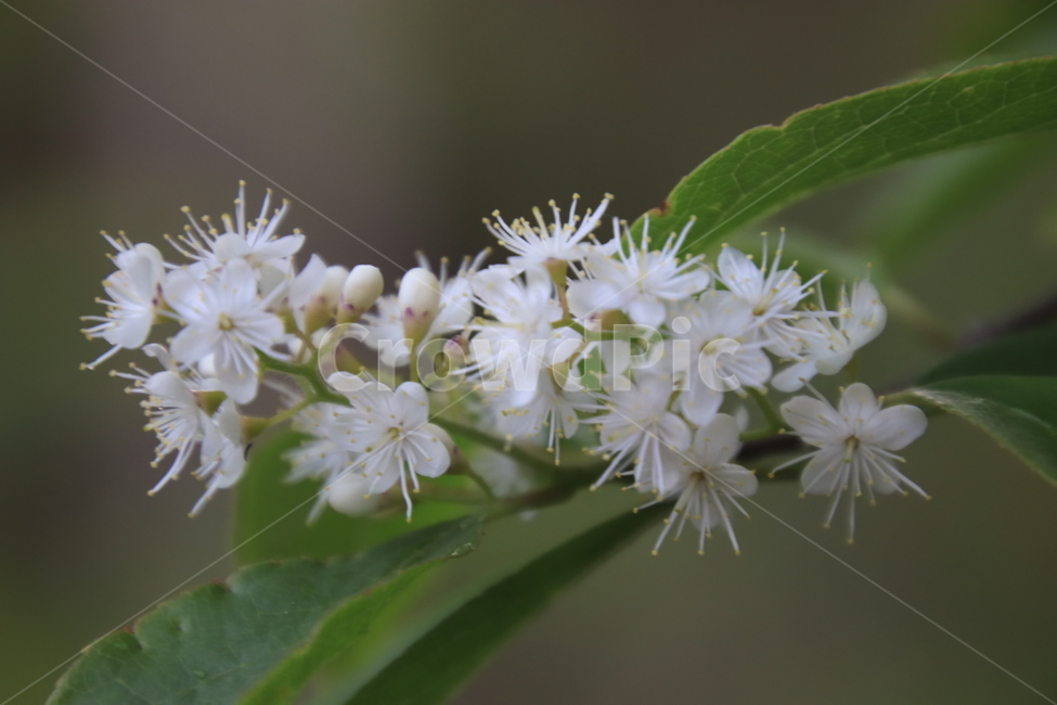 식물,나무,조팝,화이트,여름,식물,자연,plants,nature,꽃,flower