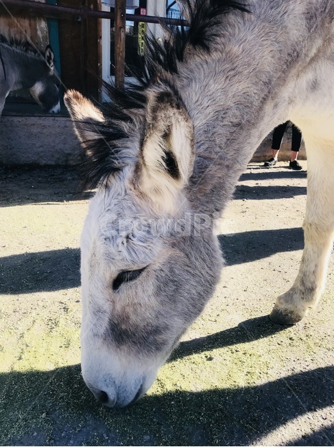 당나귀,미국,동키,동물,donkey,animal,horse