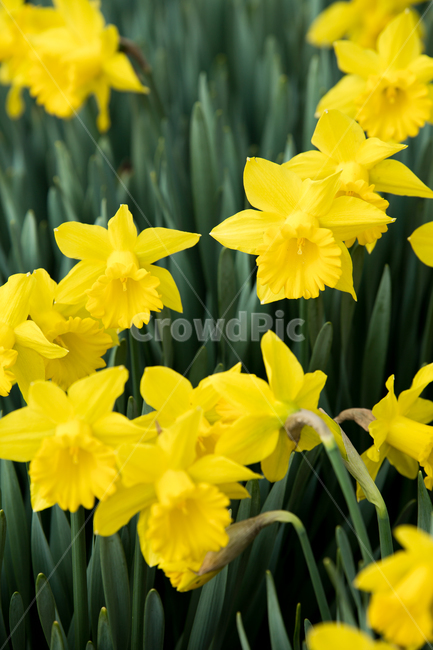 수선화,꽃,식물,자연,flower,plant,식물,자연,plants,nature,꽃,flower
