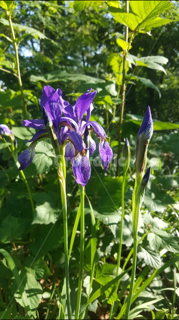 꽃,이슬,거미줄,안개,오솔길,식물,자연,plants,nature,꽃,flower