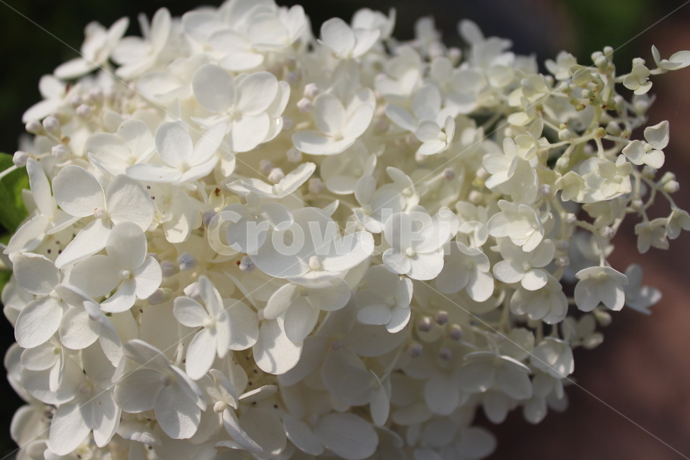 흰색,흰꽃,수국,white,flower