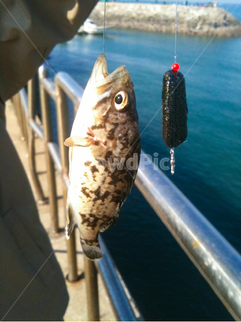 볼락,낚시,바다낚시,방파제낚시,fishing,납추
