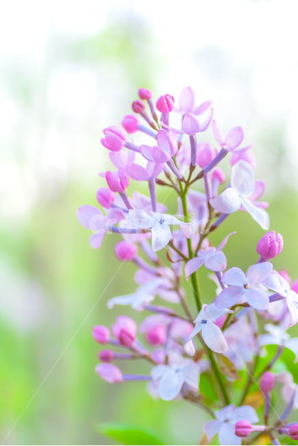 봄,꽃,감성사진,라일락,라일락꽃,소프트,아름다움,보라색,식물,자연,plants,nature,꽃,flower