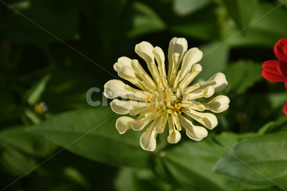 plant,식물,꽃,데이지,백일홍,식물,자연,plants,nature,꽃,flower