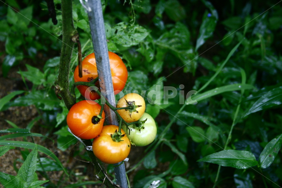 토마토,방울토마토,밭,농장,과일,fruit,식물,plant,tomato,cherrytomato,나뭇잎,초록색,green,컬러토마토,자연,nature,field,과일,열매,fruit
