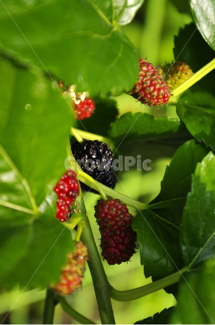 뽕나무,오디,열매,식물,plant,식물,자연,plants,nature,과일,열매,fruit