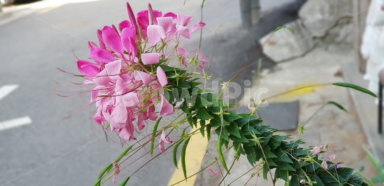 꽃,분홍,핑크,초록,잎,줄기,화단,식물,flower,꽃꽂이,장식,ornament,flowerarrangement,식물,자연,plants,nature,꽃,flower