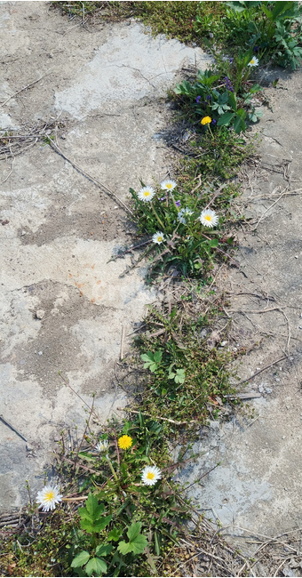 마당,야생화,흰민들레,노란민들레,하얀민들레,생명력,ground,바닥