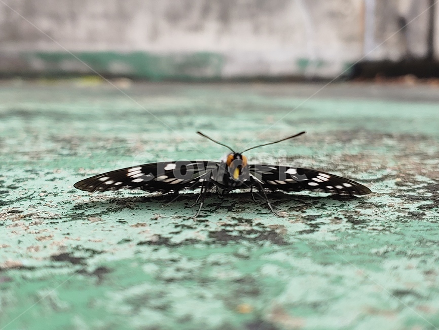 butterfly,나비,곤충,날개,더듬이,papillon,곤충,벌레,insect,bug