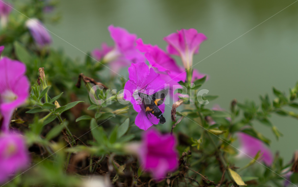 invertebrate,무척추동물,animal,동물,bee,벌,insect,곤충,honeybee,꿀벌,flower,geranium,제라늄,blossom,꽃,plant,식물