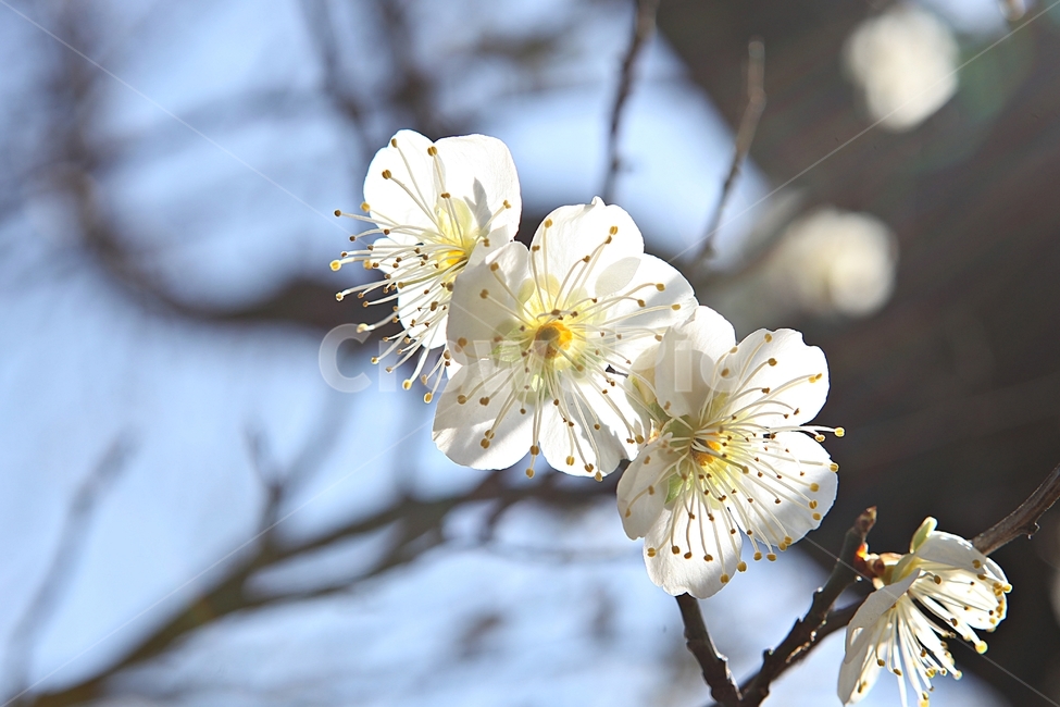 매화,매화꽃,꽃,꽃잎,봄꽃,봄,식물,자연,공원,식물,자연,plants,nature,꽃,flower