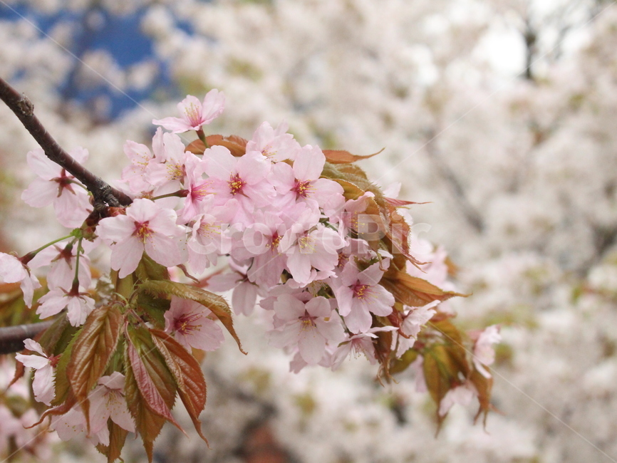 벚꽃,봄,꽃,자연,식물,flower,spring