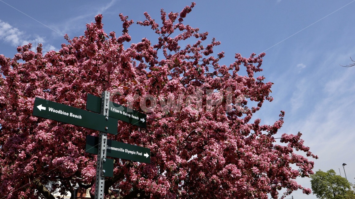 봄,벚꽃,캐나다,토론토,방향,길안내,꽃나무,꽃,하늘,해외,cherryblossom,pink,blue,roadsign,sign,canada,toronto,woodbine,woodbinebeach,flower,tree,road,direction,way