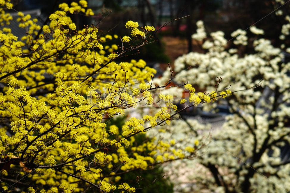 산수유,봄꽃,한국자연,꽃,꽃사진,플라워,flower,봄,spring,식물,plants,자연,nature,풍경,landscape,계절,season,snap,스냅,접사,macro,closeup,클로즈업,감성사진,감성,힐링,healing,느낌,feel,feeling,꽃밭,화단,나무,나뭇가지,tree,꽃봉오리,4월,April,봄,계절,spring,season,식물,자연,plants,nature,꽃,flower,plant