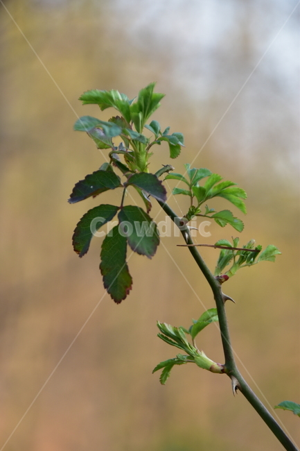 찔레,꽃봉산,꽃봉산찔레,봄,산청
