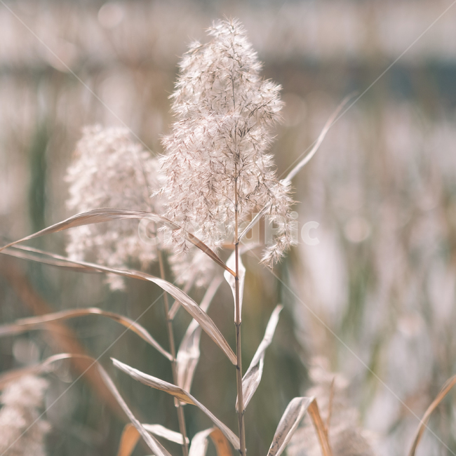억새,가을,자연,풀,식물,잎,메마름,바람,가을,계절,fall,autumn,season,식물,자연,plants,nature,감성,sensible,feeling,grass,잔디,plant,lawn