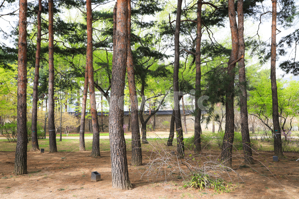 나무,소나무,흙,경복궁,문화재,서울,건축,궁전,지붕,기와,돌담,고건축,종로구,한국,석가래,흙길,산책로,자연,풍경,nature,landscape,plant,식물,tree,tree trunk,나무 줄기,vegetation,초목,woodland,삼림지,land,땅,outdoors,옥외,forest,숲