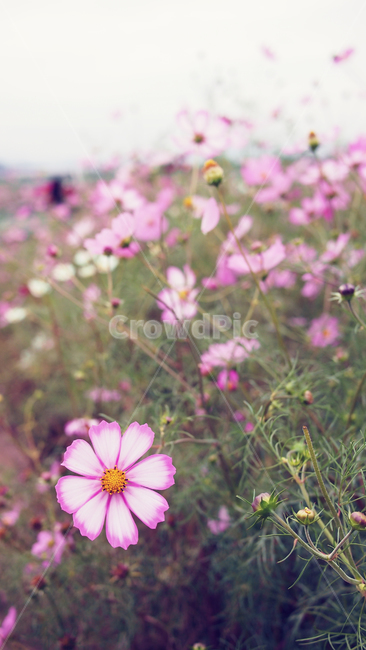 해바라기,가을꽃,cosmos,코스모스,꽃밭,꽃봉우리,가을,가을,계절,fall,autumn,season,식물,자연,plants,nature,꽃,flower,geranium,제라늄,blossom,plant,petal,꽃잎