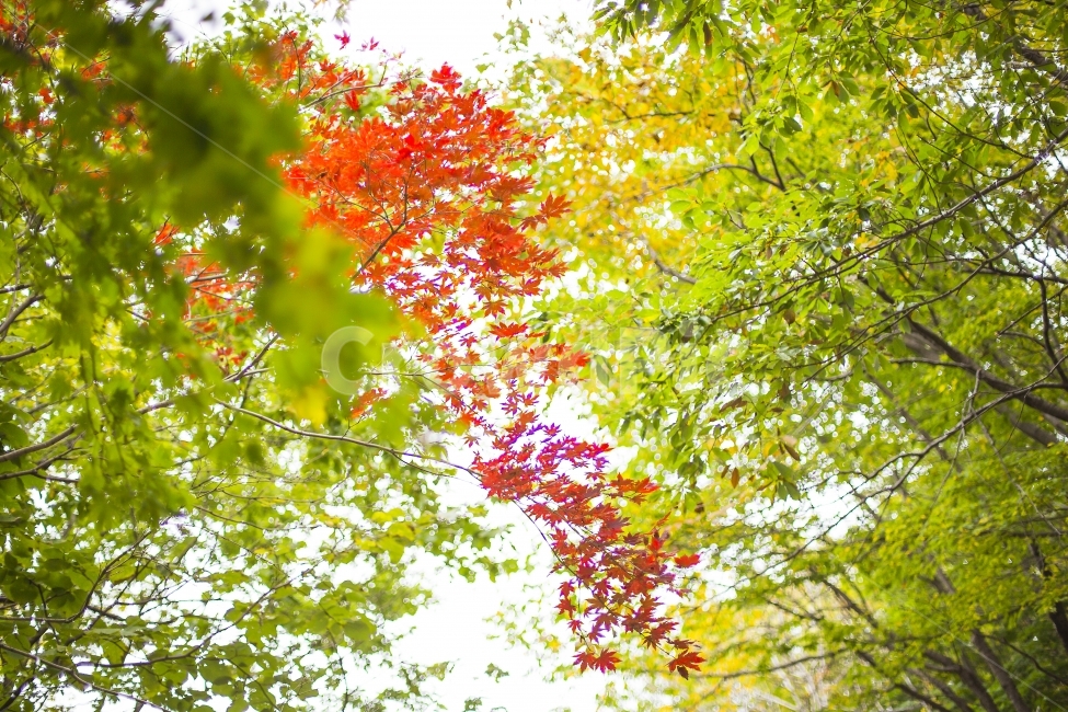 가을,단풍,대비,대조,비교,초록,빨강,autumn,fall,fallfoliage,autumncolors,contrast,comparison,반대,between,reverse,opposite,contrary,green,red,가을,계절,fall,autumn,season,식물,자연,plants,nature,plant,leaf,잎,tree,나무