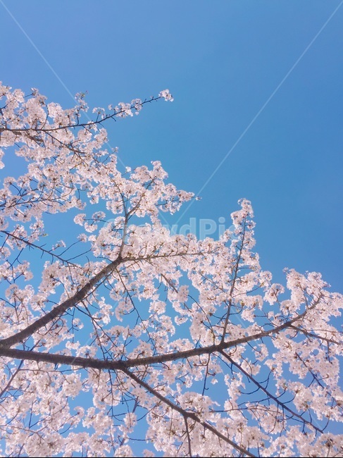 벚꽃,나무,하늘,핑크,봄,봄,계절,spring,season,plant,식물,flower,꽃,blossom