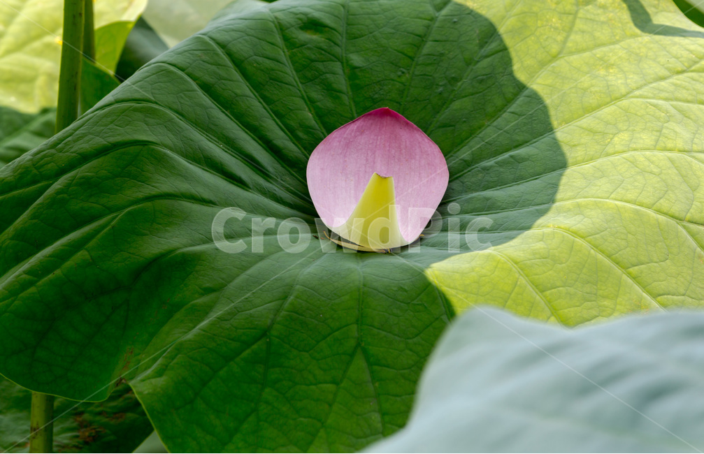 연잎,꽃잎,낙화,그림자,무늬,문양,식물,자연,plants,nature,꽃,flower