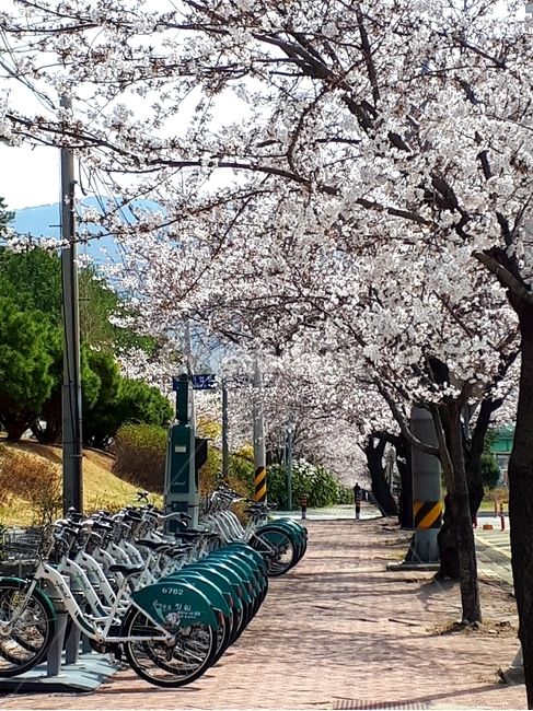 벚꽃,나무,봄,cherryblossom,꽃,햇살,road,tree,spring,shine,길,flower,맑은,clean,sunny,자전거,전봇대,그림자,나뭇가지,electricpole,shadow,branch