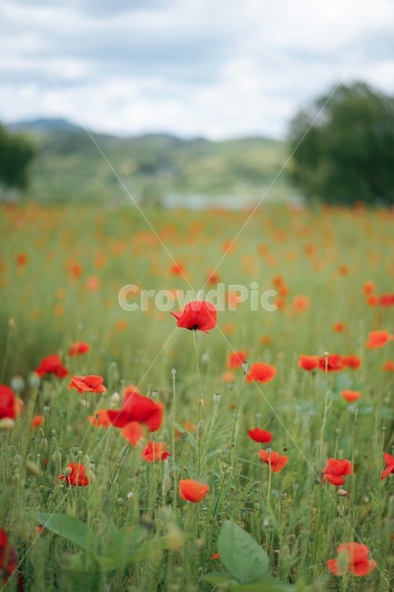 양귀비,꽃,flower,식물,plants