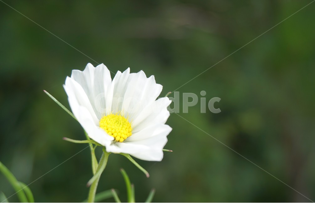 꽃,자연,포커싱,숲속,식물,흰색,숲,여행,여름,nature,배경,아침