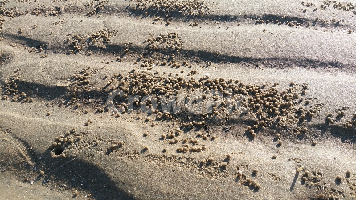 바닷가,모래,게,바다,자연,해변,바다,beach,sea