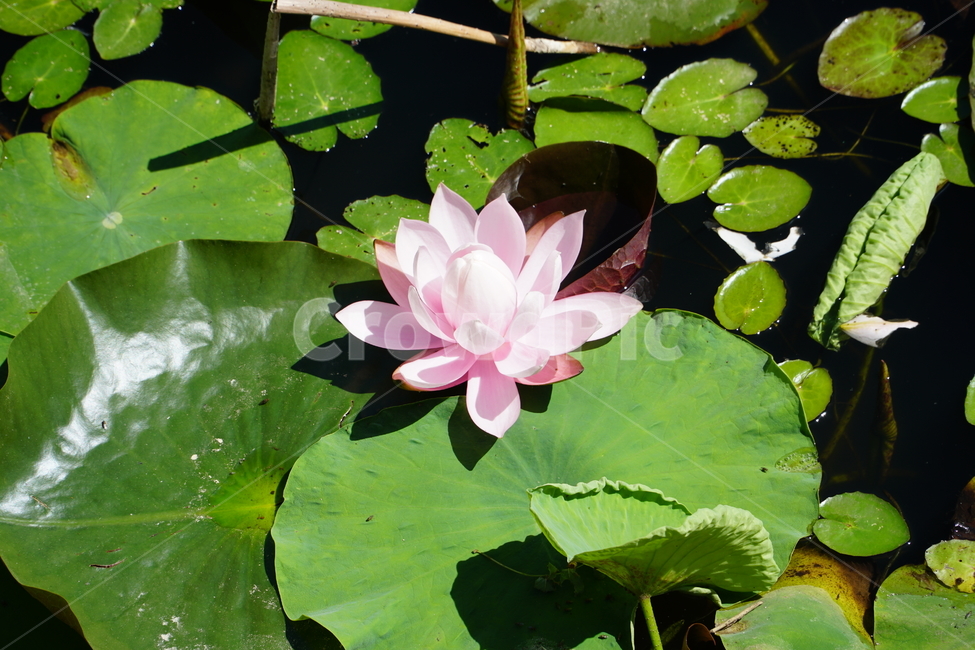 못,연못,우물,연꽃,꽃,수련,불교,사찰,절,자연,lotus,pool