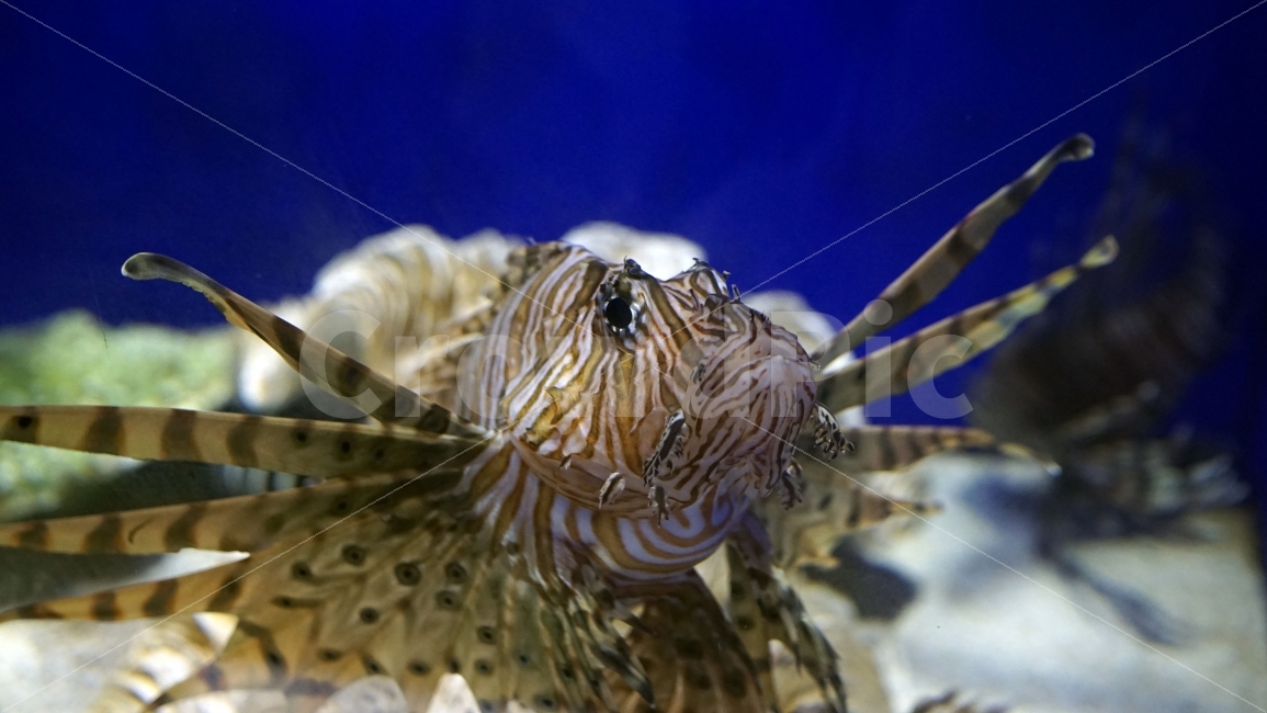 쏠배감펭,라이언피쉬,Lionfish,멕시코,수족관,아쿠아리움,물속,바다,해양,물고기,생선,fish,어류,sea,동물,열대어,관상어,animal,수중,생명,자연,nature,물결,동물,animal,어류,물고기,fish