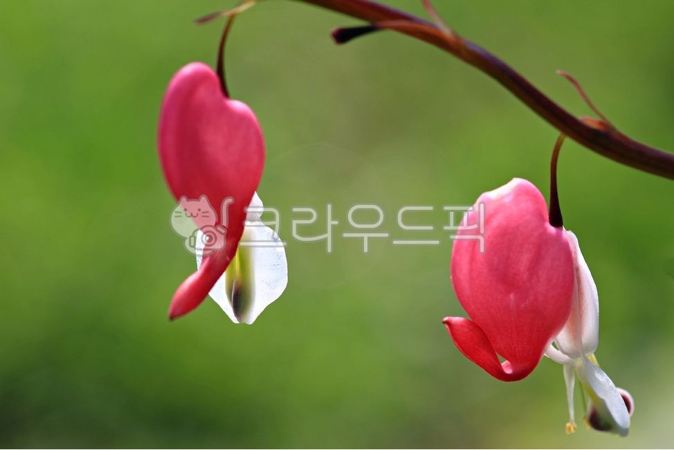 spring flowers,Daeng Gi Meori,plant,bleeding heart,flower