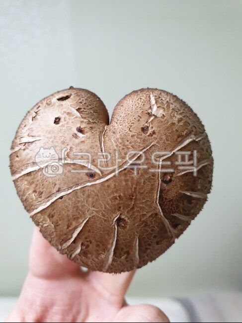 food,음식,버섯,하트,하트모양,표고버섯