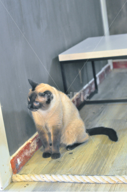 고양이,cat,고양이카페,귀여움,동물,동물,animal,포유류,mammal,고양이,cat,kitten,kitty