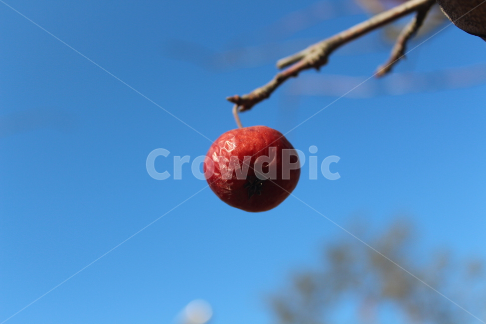 fruit,plant,식물,열매,red