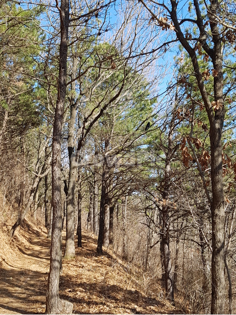 나무,식물,자연,tree,trees,plant